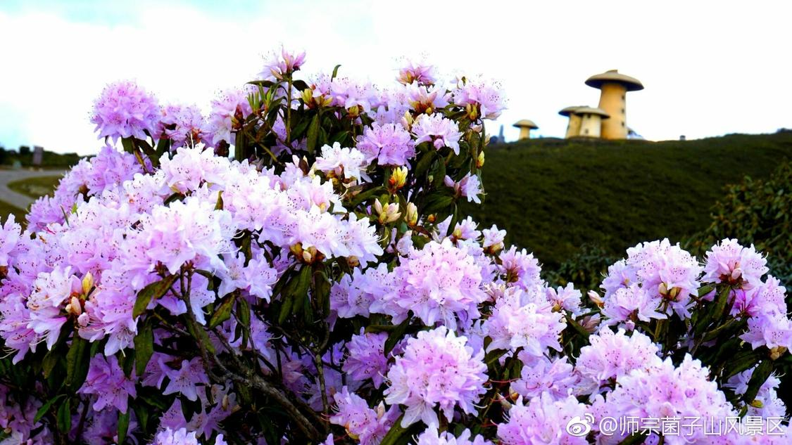 抖音抖音Q业务自助下单平台：在线教育平台提升学习成绩新途径_赞自助下单平台网站免费